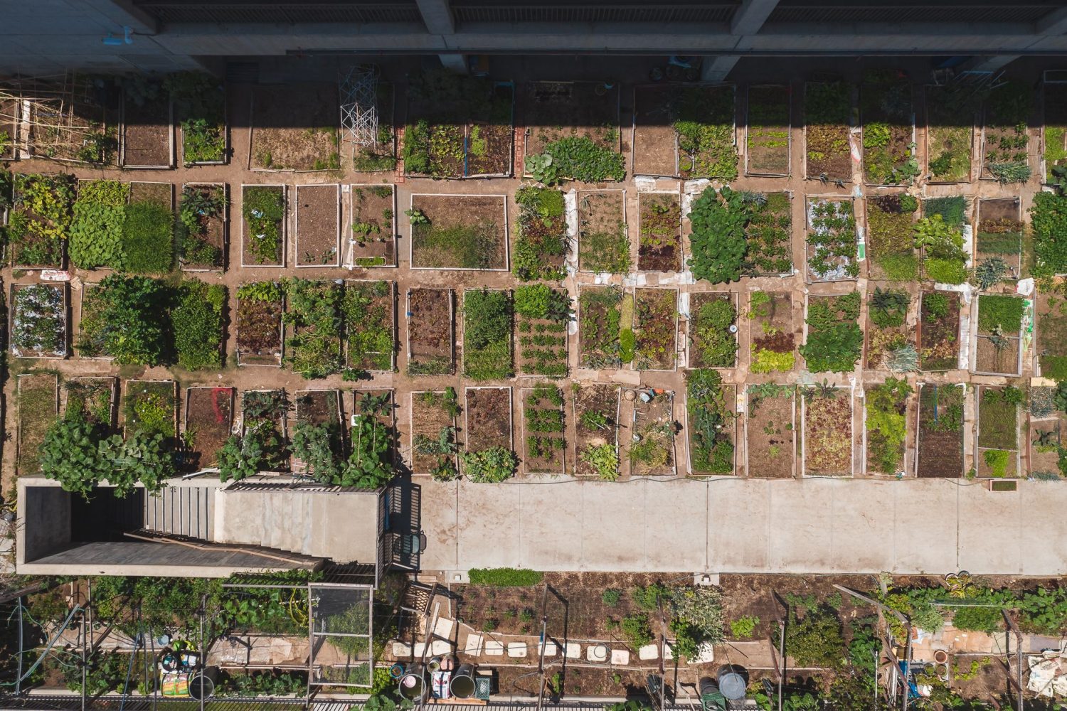 Combien de plants par carré potager : densités recommandées par légume